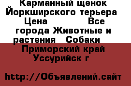 Карманный щенок Йоркширского терьера › Цена ­ 30 000 - Все города Животные и растения » Собаки   . Приморский край,Уссурийск г.